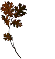 Blatt Bltter Gifs und Cliparts