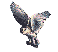 Eule Gif und Cliparts