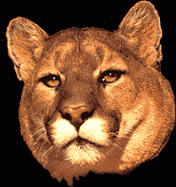 Lwe Lwin Gifs und Cliparts