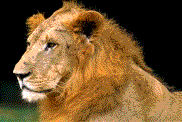 Lwe Lwin Gifs und Cliparts