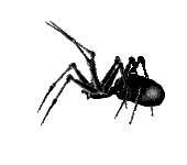 Spinne Spider Gifs und Cliparts