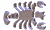 Sternzeichen  Gifs und Cliparts